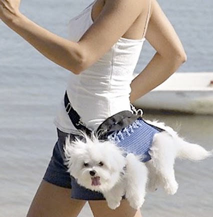 Dog in a fanny pack Now I'm not saying all trends are dumb 