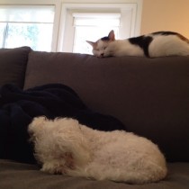 Couch bunk