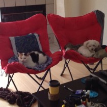 'couch' in use