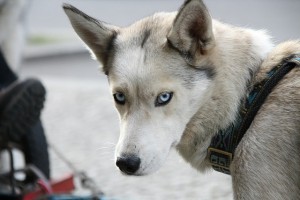 Dog with blue eyes