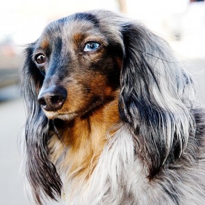 Dog with one brown, one blue eye