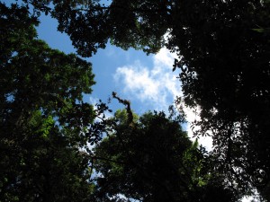 Monteverde_hike10