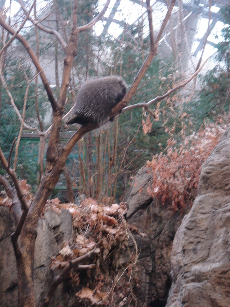 Porcupine in a tree