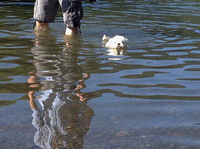 Dog Russian River