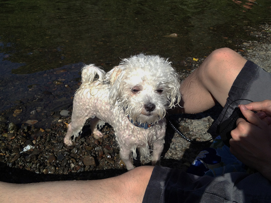 wet river dog