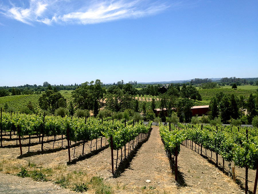 Vineyard view at Russian Hill Estate Winery