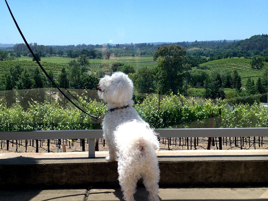 Dog at Russian Hill Estate Winery