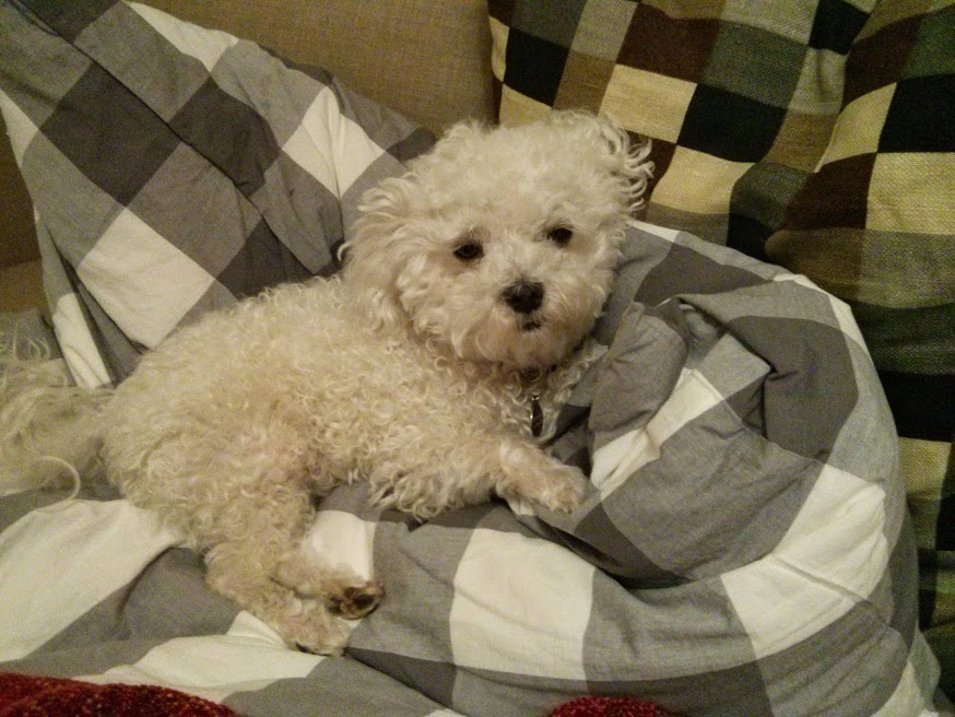 Maltese dog tired
