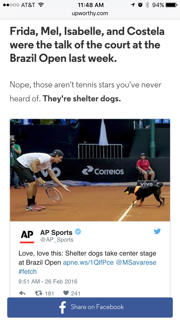 Shelter dogs as ball boys at Brazil Open