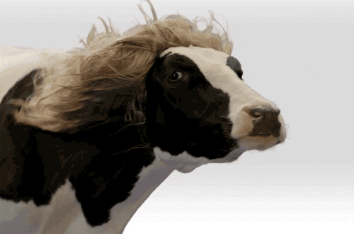cow-hair
