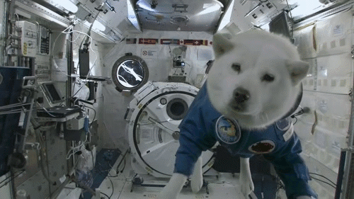 astronaut doge