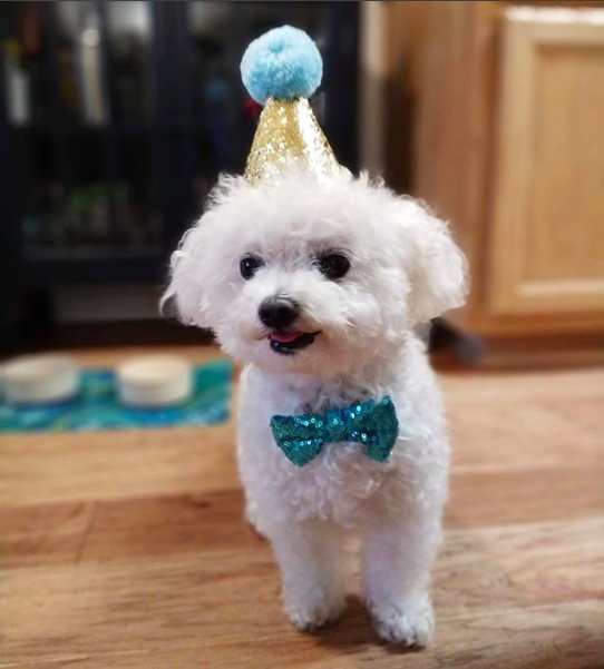 A small white dog wearing a sequined bowtie and matching party hat