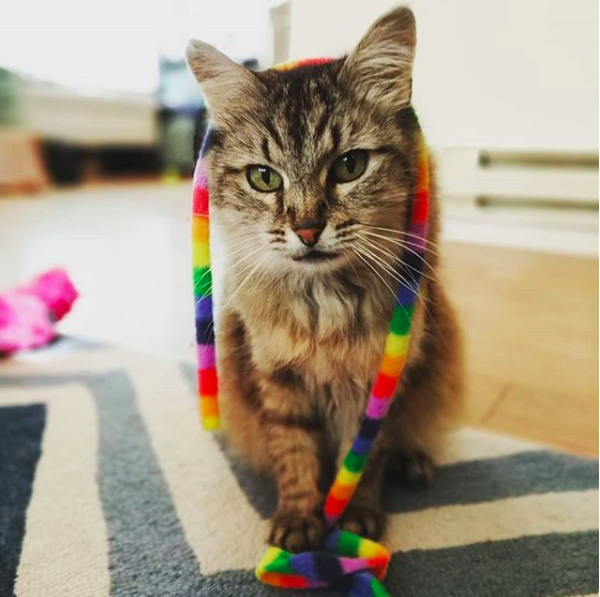 Tabby cat with green eyes and pink nose, rainbow ribbon toy draped around her