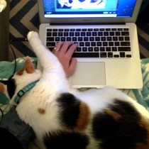 Cat draped over keyboard