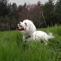 Charlie in the grass