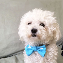 maltese in a bowtie